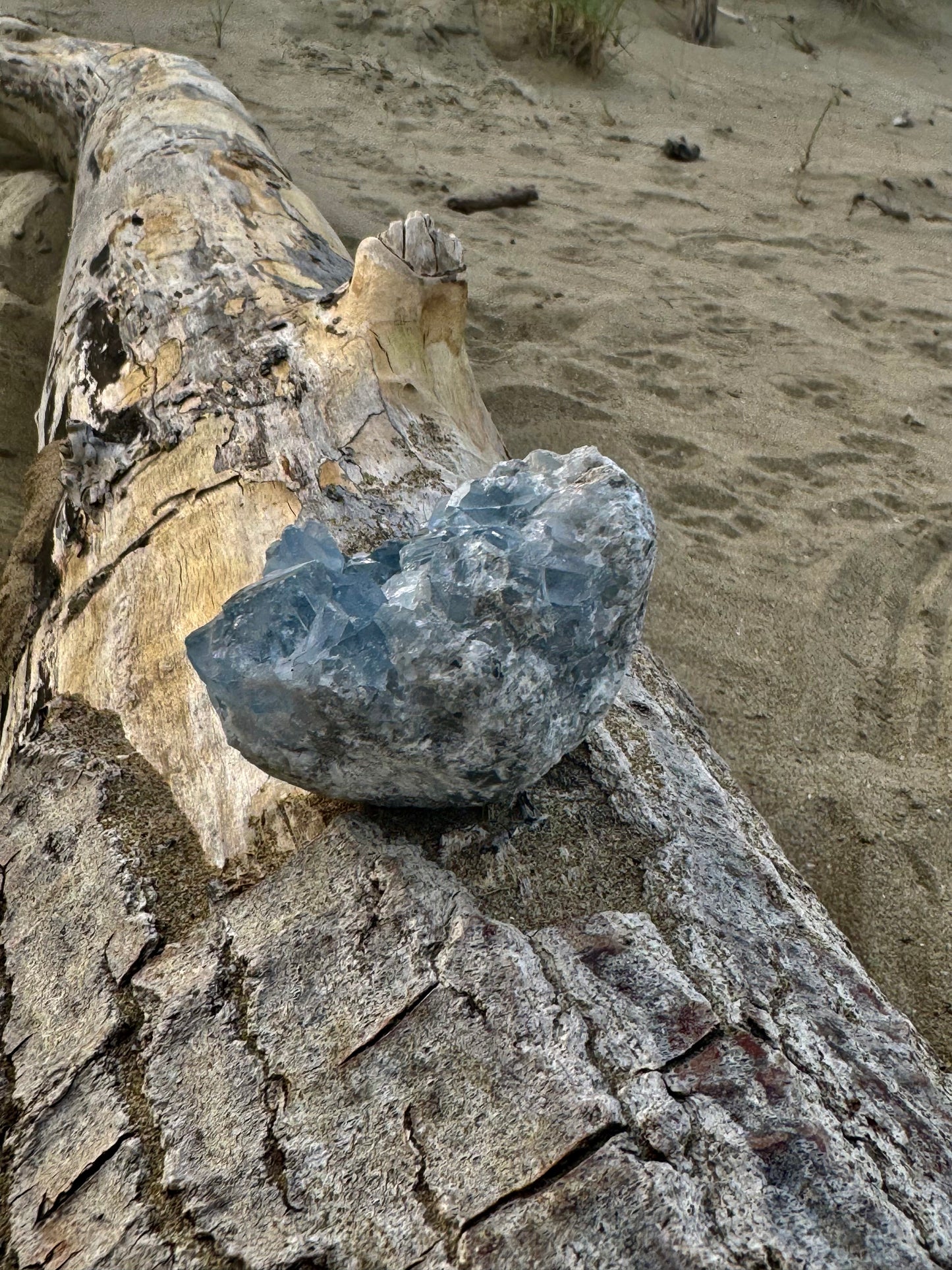 Celestine Druse